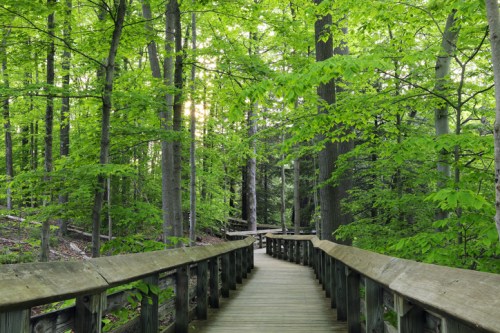 A wooden boardwalk winding through a lush green forest with vibrant leaves and soft sunlight filtering through the trees.