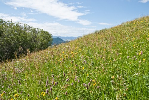 A vibrant hillside covered in wildflowers, with green grass and distant mountains under a blue sky.