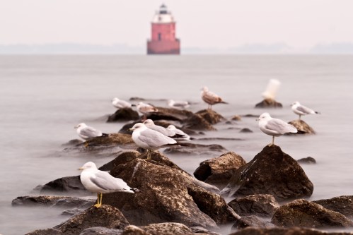 Seagulls perched on rocks by the shore, with a distant red lighthouse visible in the background.