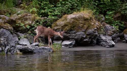 A deer stands near the water's edge, surrounded by rocks and lush greenery.