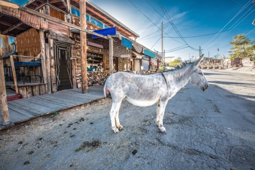 A gray donkey stands on a quiet street beside a rustic wooden building under a clear blue sky.