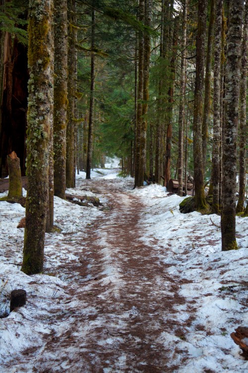 A winding dirt path through a snowy forest, flanked by tall, moss-covered trees.