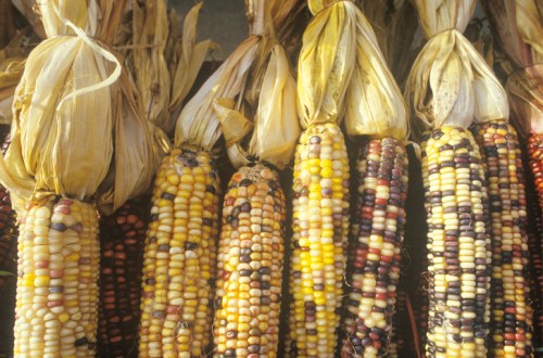 Colorful ears of corn with varying shades of yellow, purple, and white, still in their husks, arranged in a row.