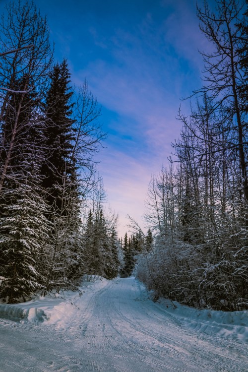 A snowy path winds through tall trees under a blue sky, creating a serene winter landscape.
