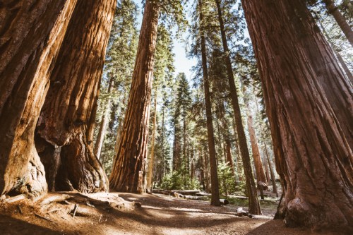 A serene forest scene featuring towering sequoia trees and dappled sunlight filtering through the branches.