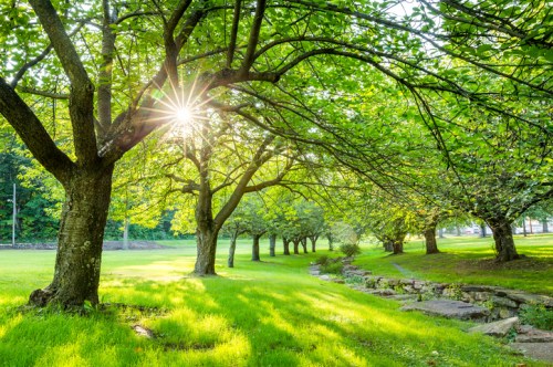 Sunlight filters through lush green trees in a serene park, casting a warm glow on the grassy landscape.