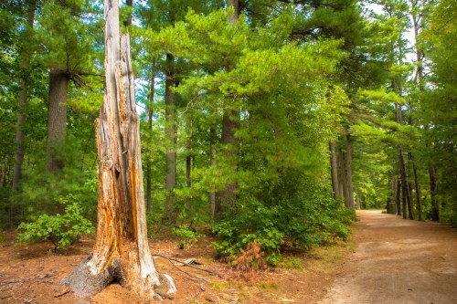 A dirt path winds through a lush green forest, with a weathered tree stump on the left.