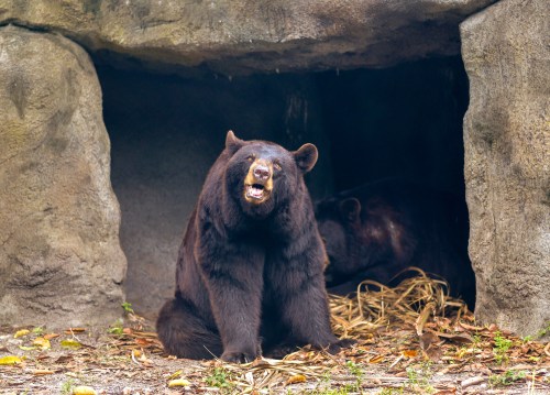 A black bear sits at the entrance of a cave, showing its teeth, with another bear visible in the background.