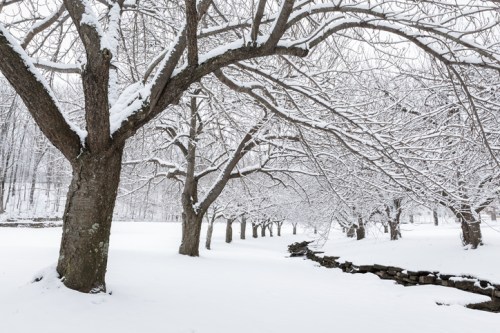 Snow-covered trees line a serene landscape, with a gentle stream flowing through a winter wonderland.