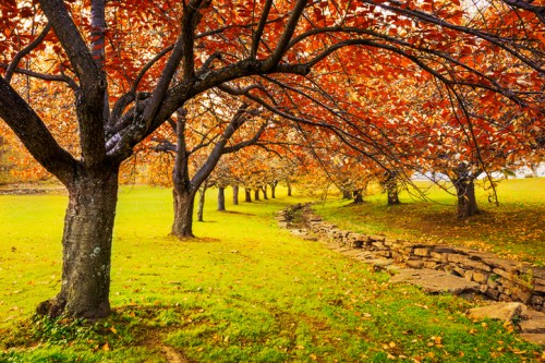 A serene landscape featuring trees with vibrant autumn leaves lining a grassy path beside a stone border.