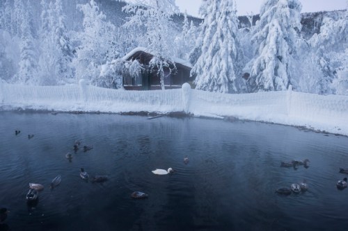 A serene winter scene with a pond surrounded by snow-covered trees and a house, featuring ducks swimming, including one white swan.