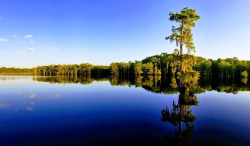 A serene lake scene with a lone tree and lush greenery reflected in calm waters under a clear blue sky.