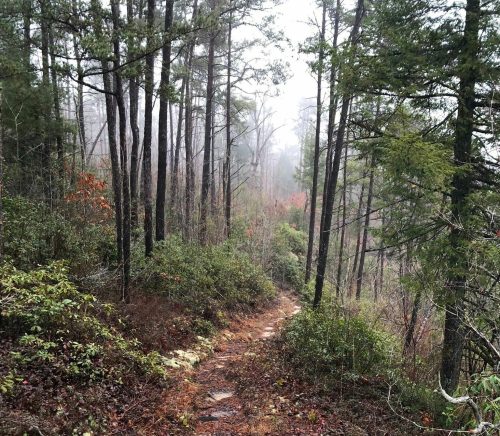 A misty forest path lined with stones, surrounded by lush greenery and trees.