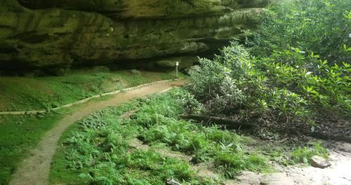 A winding path leads into a lush, green cave entrance surrounded by ferns and shrubs.