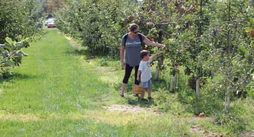 A woman and a child picking apples in an orchard, surrounded by trees and green grass on a sunny day.