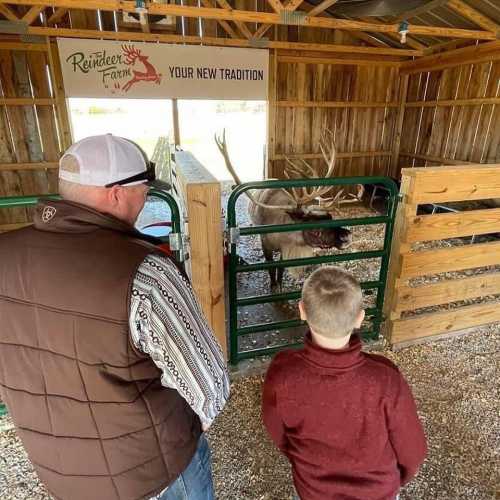 A man and a boy watch reindeer in a farm enclosure, surrounded by wooden fencing and a sign above them.