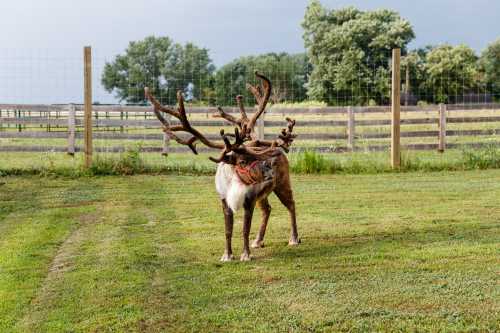 A reindeer with large antlers stands on green grass in a fenced area, surrounded by trees and a cloudy sky.