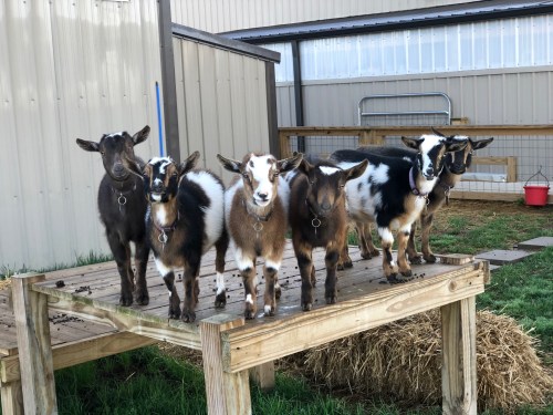 A group of six goats standing on a wooden platform in a grassy area, with a barn in the background.