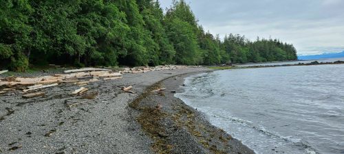 A serene beach scene with a pebbly shore, driftwood, and lush green trees along the water's edge under a cloudy sky.