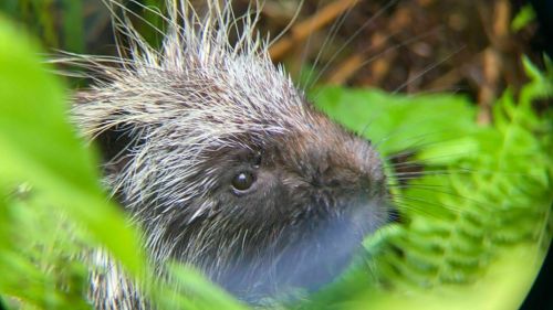 A close-up of a porcupine's face peeking through green foliage, showcasing its spiky fur and curious expression.