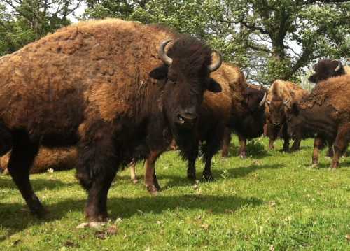 A herd of bison grazing on green grass under a clear sky, surrounded by trees.