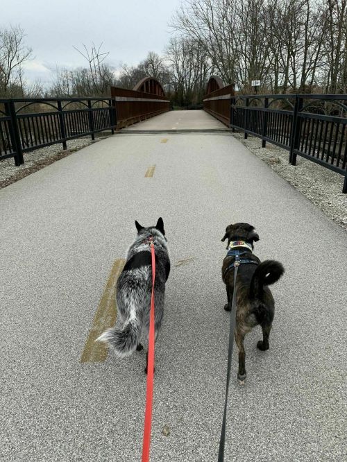 Two dogs on leashes walk down a paved path towards a bridge, surrounded by trees and a cloudy sky.