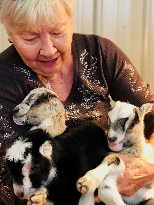 An elderly woman smiles while holding three adorable baby goats in her arms.