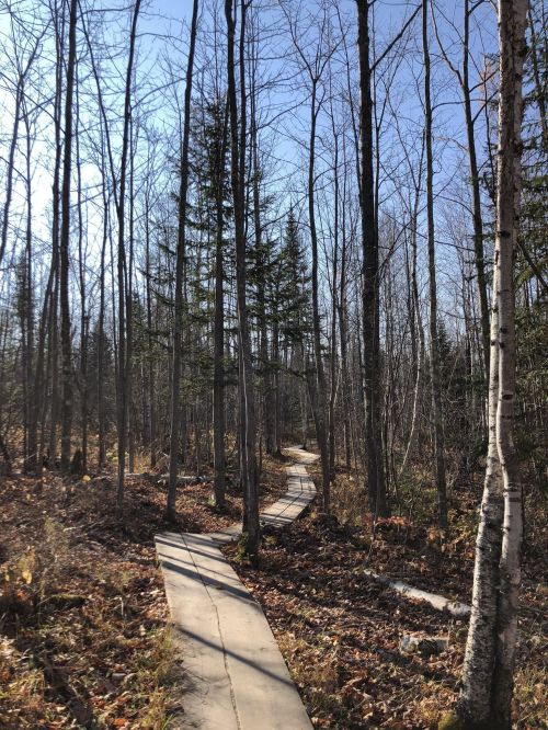 A winding wooden path through a forest of bare trees and sparse foliage under a clear blue sky.