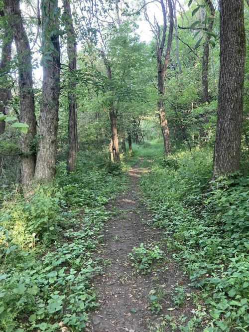 A narrow dirt path winds through a lush green forest, surrounded by tall trees and dense foliage.