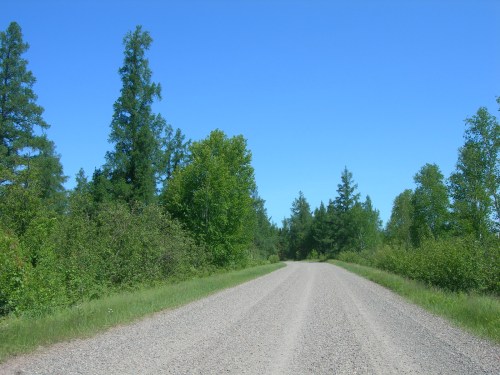 A gravel road stretches through a lush green landscape under a clear blue sky, surrounded by trees and shrubs.