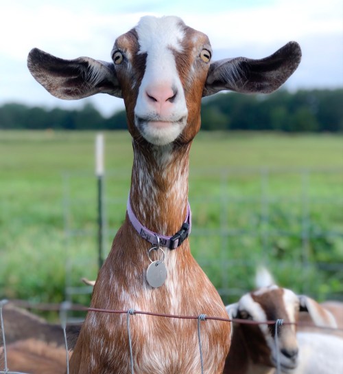 A close-up of a brown and white goat with a collar, standing in a field with other goats in the background.