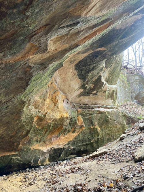 A rocky cave with textured walls and earthy tones, surrounded by fallen leaves and trees in a natural setting.