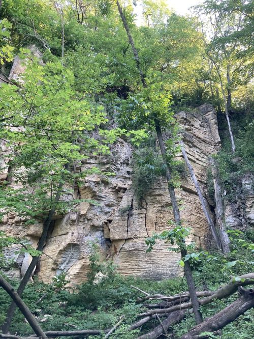 A rocky cliff surrounded by lush green trees and foliage, with fallen branches in the foreground.