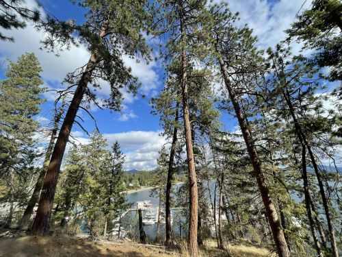 A scenic view of tall pine trees overlooking a lake with boats, under a partly cloudy sky.