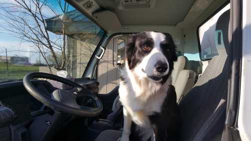 A black and white dog sitting in the driver's seat of a truck, looking curiously out the window.