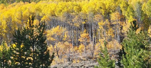A vibrant forest of golden autumn leaves, with green coniferous trees in the foreground.