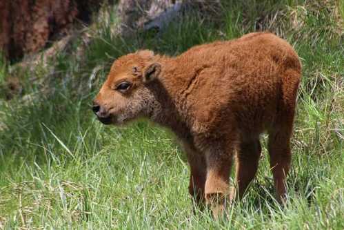 A young bison calf stands in a grassy area, showcasing its fluffy brown fur and curious expression.