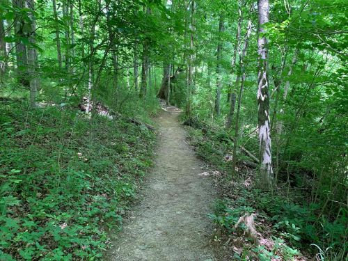 A narrow dirt path winding through a lush green forest with dense trees and underbrush on either side.