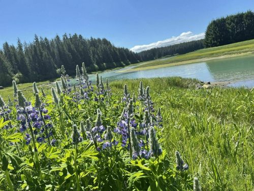 A serene landscape featuring purple flowers by a calm lake, surrounded by lush greenery and tall trees under a clear blue sky.
