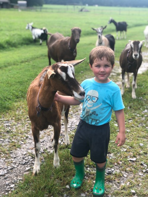 A young boy in a blue shirt and green boots stands beside a goat on a grassy path, with other goats in the background.