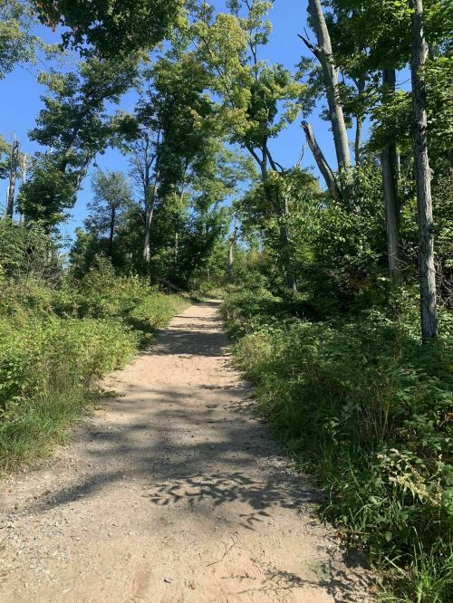 A sandy path winds through a lush green forest under a clear blue sky.