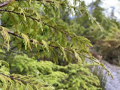 Close-up of green, needle-like leaves on a branch, with droplets of water and a blurred forest background.