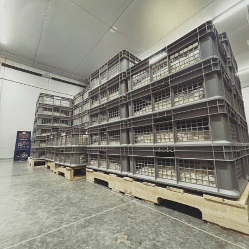 Stacked gray plastic crates on wooden pallets in a spacious warehouse.