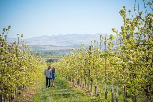 A couple walks hand in hand through a blooming orchard with mountains in the background on a sunny day.