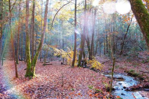 A serene forest scene with colorful autumn leaves, a gentle stream, and sunlight filtering through the trees.
