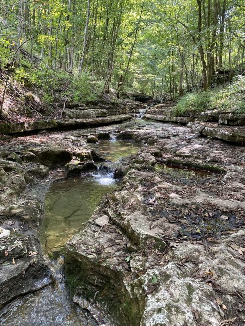 A serene forest scene featuring a rocky stream surrounded by lush greenery and tall trees.