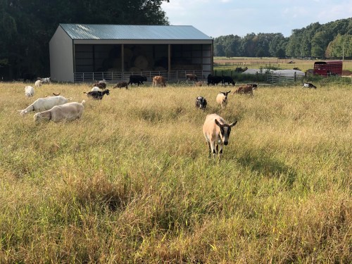 A herd of cows grazing in a grassy field near a barn and hay storage.