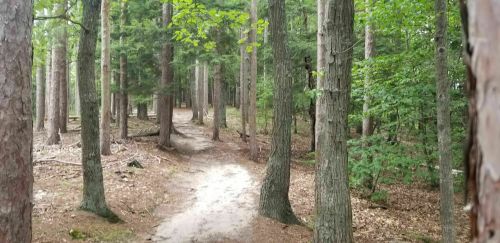 A winding dirt path through a lush green forest with tall trees and scattered leaves on the ground.