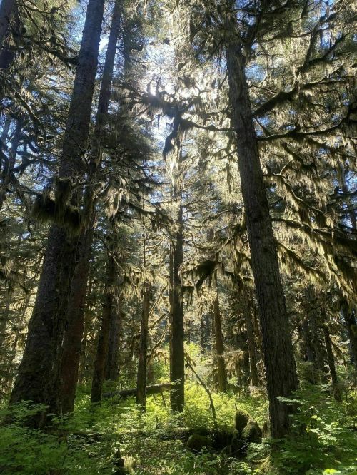 Sunlight filters through tall trees in a lush, moss-covered forest, creating a serene and enchanting atmosphere.