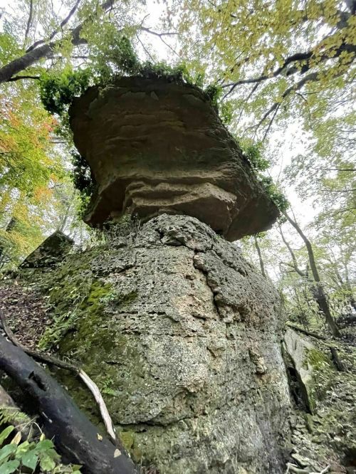 A large, flat-topped rock formation surrounded by trees and greenery in a forested area.
